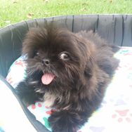 Fotos Similares: Machos de Shihtzu Disponiveis 