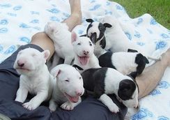 Fotos Similares: Bull Terrier 