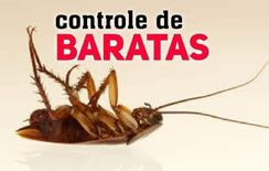 Controle de Pragas - Desinsetização - Ratos