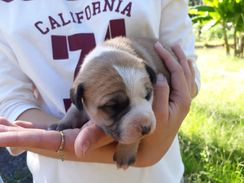 Lindos Filhotes de Boxer