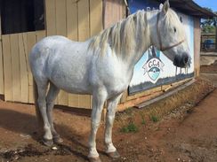 Cavalo Andaluz