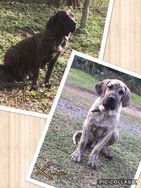 Fila Brasileiro Filhotes