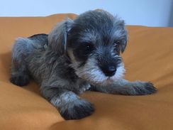 Mini Schnauzer RJ