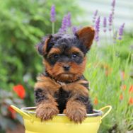 Fotos Similares: Yorkshire Terrier Micro Entregamos Ainda Hoje 