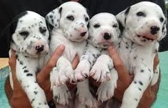 Fotos Similares: Dalmata Filhotes Amaveis 