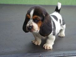 Basset Hound