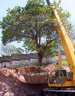 Fotos Similares: Remoção de Raízes 