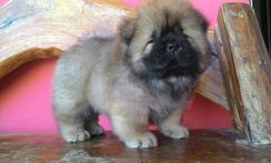 Chow Chow Porte Americano Filhote Lindo Raça Pura