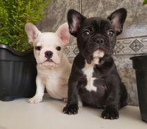 Casal Bulldog Frances Filhotes Branco e Preto de Otima Linhagem com 35 Dias