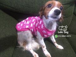 Roupas Pet com Preços Acessíveis - Sorocaba