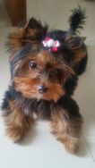 Filhotes de Yorkshire Terrier, Ligue Já