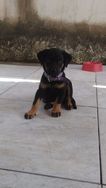 Filhote Rottweiler com Labrador