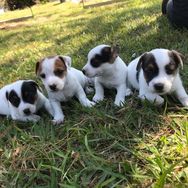 Fotos Similares: Filhotes de Jack Russel Criados por Quem Gosta e Entende 