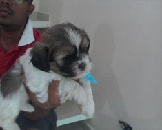 Filhotes de Shih Tzu