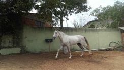 Fotos Similares: Cavalo Mangalarga Marcha Picada 