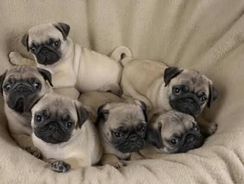 Filhotes Pug