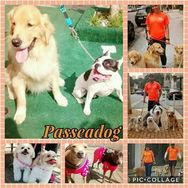 Passeador de Cães - Dog Walker SP