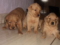 Filhotes de Golden Retriever