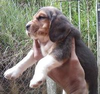 Filhotes de Beagle