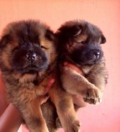 Vendo Lindos Filhotes Chow Chow