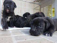 Cane Corso