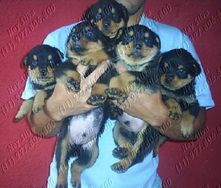 Filhotes de Rottweiler Porte Europeu