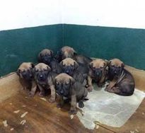 Fotos Similares: Fila Brasileiro Lindos Filhotes Garanta Ja o Seu 