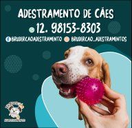 Adestramento de Cães em São José dos Campos