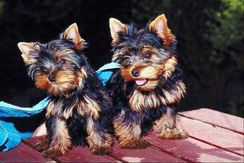 Dois Filhotes Yorkie Precisam de Casas para Sempre