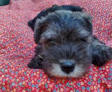 Schnauzer Miniatura Disponiveis RJ