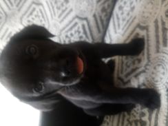 Vendo Filhotes de Labrador