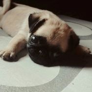 Fotos Similares: Lindos Filhotes de Pugs 