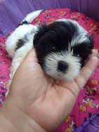 Cachorros Shih-tzu