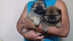 Filhotes de Chow Chow