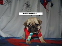 Pug Macho a Pronta Entrega