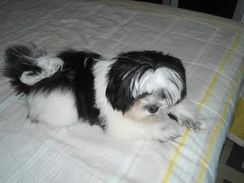 Shih-tzu Lindos Filhotes