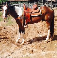 Cavalo Paint Horse Registrado na Abcpaint - Inteiro