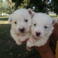 Lindos Filhotes de West Highland White Terrier RJ