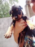 Cachorros Rottweiler