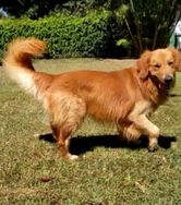 Doação - Golden Retriever - Macho