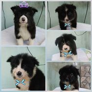 Vendo Lindos Filhotes de Border Collie