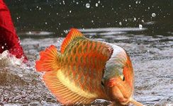 "a" Grade Vermelho Arowana Peixes e Muitos Outros Disponíveis