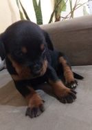 Rottweiler