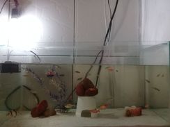 Vendo Aquário 60cm X 30cm X 30cm = 54 Litros com Mais de 25 Peixes