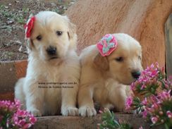 Golden Retriever Show Pedigree Canil Mantiqueira