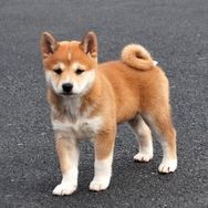 Shiba Inu