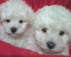 Fotos Similares: Filhotes de Bichon Frisê ótima Linhagem 