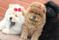 Filhotes Amorosos de Chow Chow