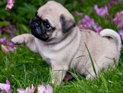 Fotos Similares: Pugs à Venda 