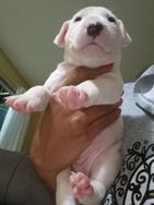 Bull Terrier Inglês Filhotes Lindos 🥰